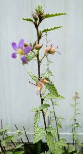 Image result for Melochia melissifolia