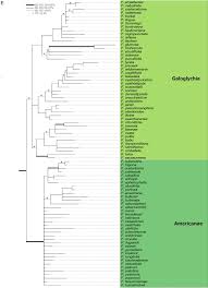 Image result for Ficus scassellatii