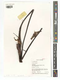 Image result for Cyathea mildbraedii