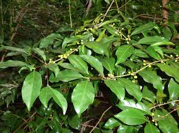 Image result for Coffea salvatrix