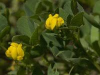 Image result for Medicago laciniata