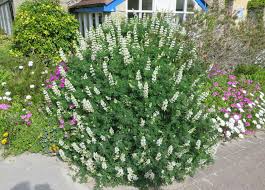 Image result for Lupinus