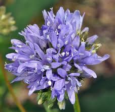 Image result for Buchnera capitata