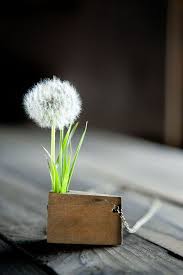 Reference For Woodworking Dandelion Dandelion Wish Dandelion Clock