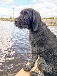 See more ideas about german wirehaired pointer, hunting dogs, bird dogs. German Wirehaired Pointer Hunting