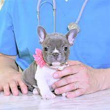 We are a small hobby / show breeder and are pleased to say we have the best and some of the rarest french bulldogs available. French Bulldog Puppies Breeder Poetic French Bulldogs