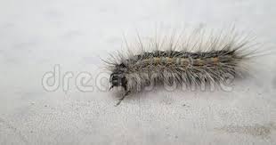 Black And White Striped Caterpillar Virginia A Hairy Caterpillar Waiting And Leaving The Frame Caterpillar Hairy Leaves