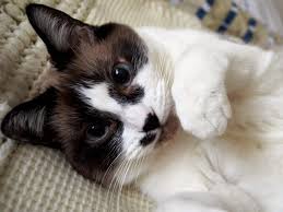 Effective treatment of stomach cancer requires a prompt diagnosis. Skin Cancer In Cats Recognizing The Signs Canna Pet