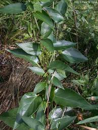 Image result for Vincetoxicum conspicuum