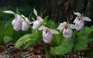 Cypripedium formosanum