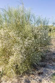 Image result for Retama monosperma