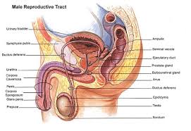 On a diagram of the eye, we can see all of the relevant structures together on one image. Pin On Chapter 27 Male Reproductive