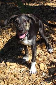 Maybe you would like to learn more about one of these? Dog Adoption Dogs Available For Adoption In Denver Fox31