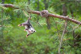 13 Facts About Opossums Awesome Possum Opossum Opossum Facts