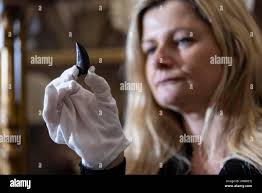 Tyrannosaurus rex tooth hi-res stock photography and images