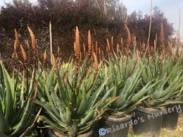 Image result for Aloe pienaarii