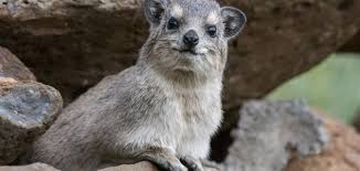 معلومات عن حيوان الوبر