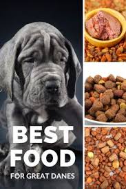 First of all, great dane puppies should be fed at least 2 times a day , preferably 3. 34 Food For Great Danes Ideas Great Dane Great Dane Dogs Dane