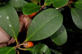 Image result for Pentaphylacaceae