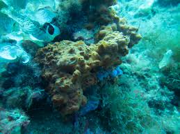 Image result for Crambe kilimandscharica