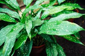 Image result for Aspidistra