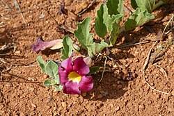 Image result for Harpagophytum zeyheri