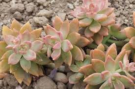Great prices and selection of succulent. Complete Graptosedum Care Guide Sprouting Indoors