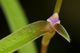 Image result for Cyanotis lanata