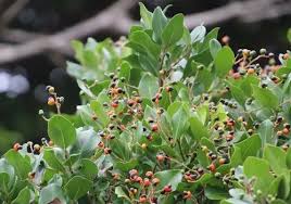 Image result for Apodytes