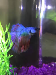 My Betta With Images Betta Betta Fish