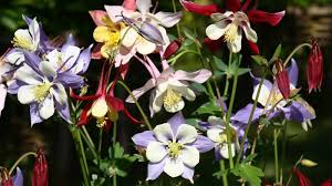 Image result for Aquilegia pompom mix