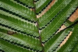 Image result for Pneumatopteris