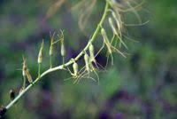 Image result for Dipcadi viride