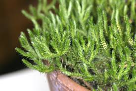 Image result for Selaginella eublepharis
