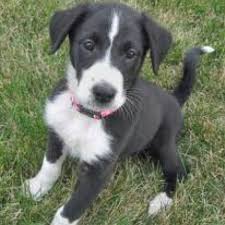 Black And White Border Collie Beagle Mix The Dog I Want A Border Collie Boxer Mix Pprehoda Puppy Mix Border Collie Mix Collie Puppies