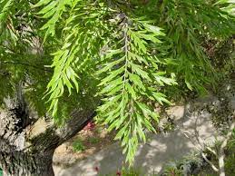 Check spelling or type a new query. Plantfiles Pictures Grevillea Species Silk Oak Silky Oak Silver Oak Grevillea Robusta By Htop