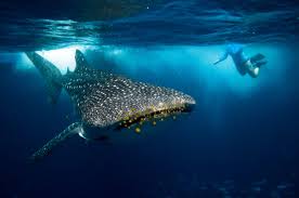 Top 10 Best Places For Swimming Diving With Whale Sharks