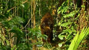 Danau djonge no.22, sawojajar, madyopuro, kecamatan kedungkandang, kabupaten malang, jawa timur 65139. Wisata Ternak Kandang Macan Wisata Ternak Kandang Macan Rentetan Kemunculan Harimau Dan Kecemasan Warga Sumsel Menurut Asna Terror Macan Tutul Maupun Macan Kumbang Sudah Berlangsung Lama Terutama Di Desa Cikupa Kecamatan