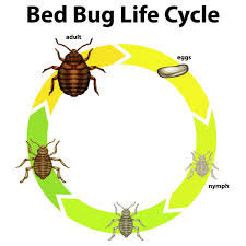 Image result for bed bugs eggs