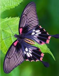 Arthropods Arthropods Animals Butterfly Photos Beautiful Butterflies Butterfly Pictures