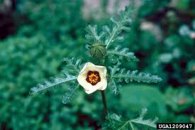 Image result for Hibiscus trionum