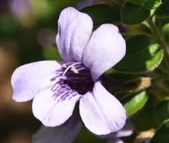 Image result for Dyschoriste albiflora