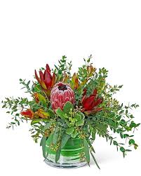 Image result for Protea enervis