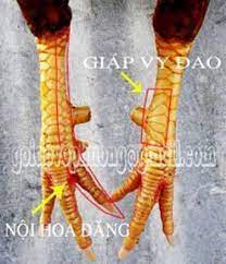 Cara mengetahui pukulan ayam berdasarkan sisik kaki. Pin Di Ayam Bangkok Aduan