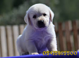 Yavru Labrador Retriever