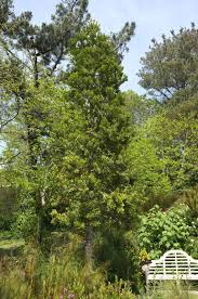 Image result for Agathis