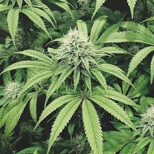 The flowering stage of cannabis will start after the plants have finished the vegetative period. The Blooming Phase Royal Queen Seeds