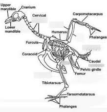 Choose from over a million free vectors, clipart graphics, vector art images, design templates, and illustrations created by artists worldwide! Anatomy Chicken Anatomy Drawing Diagram