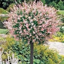 The Dappled Willow Or Variegated Patio Willow Makes A Perfect Accent Tree Growing To 6 8 Feet Dappled Willow Tree Dwarf Trees For Landscaping Landscaping Trees