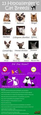 lieben sie katzen aber allergisch auf sie uberprufen sie diese 12 hypoallergene katzenrassen sie cat breeds hypoallergenic cats cat breeds hypoallergenic